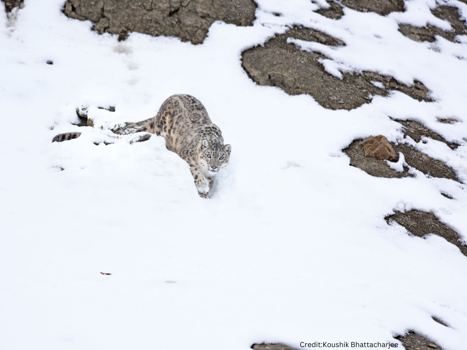 Snow Leopard Winter Wilderness Expedition